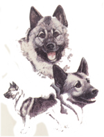 Dogs - Norwegian Elkhound