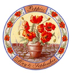 Potted Flowers - Poppies - May to September