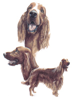 Dogs - Irish Setter