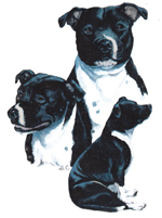 Dogs - English Staffordshire Terrier