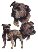 Dogs - Staffordshire Bull Terrier