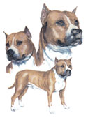 Dogs - American Pitt Bull