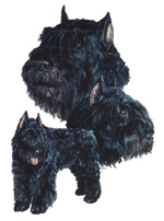 Dogs - Bouvier Des Flandres