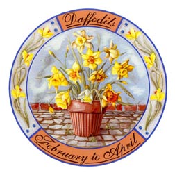 Potted Flowers - Daffodils - February to April