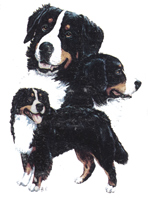 Dogs - Bernese Mountain Dog