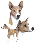 Dogs - Basenji