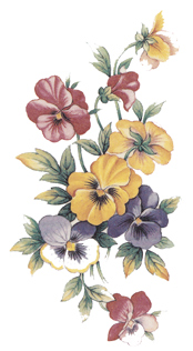 Summer Pansies