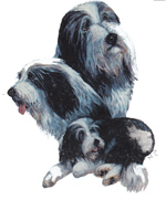 Dogs - Bearded Collie