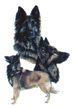 Dogs - Belgian Tervuren