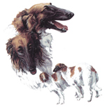 Dogs - Borzoi