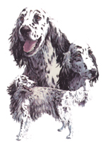 Dogs - English Setter