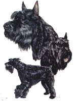 Dogs - Giant Schnauzer