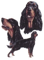 Dogs - Gordon Setters