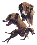 Dogs - Greyhound and Italian Greyhound