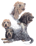 Dogs - Pettis Basset Griffon Vendeen