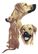 Dogs - Rhodesian Ridgeback