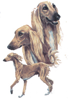 Dogs -Saluki