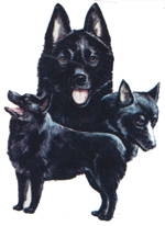 Dogs - Schipperke