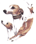 Dogs - Whippet