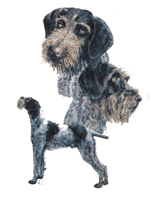 DOGS - GERMAN WIRE HAIRED POINTER