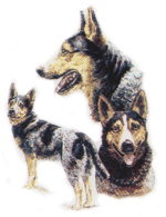 Dogs -Australian Cattle Dog