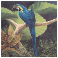 Blue Macaw