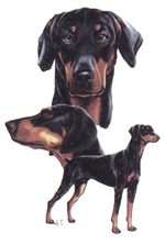 Dogs - Dobermans - Black and Uncropped