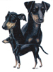 Dogs -Manchester Terrier