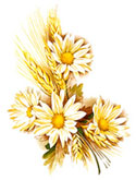 Daisy Daisies and Wheat