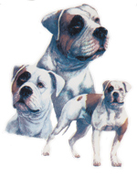 Dogs -AMERICAN BULLDOG