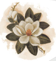 Magnolia