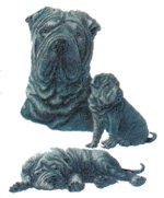 DOGS - BLACK SHARPEI