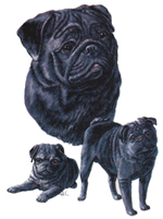 DOGS - BLACK PUG