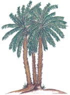 Palms