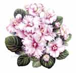 African Violets - Pink