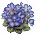 African Violets - Purple