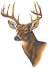 Buck Deer