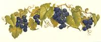 Purple Grapes