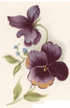 Pansiola - Pansy-Pansies