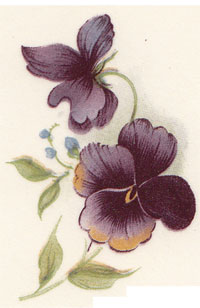 Pansiola - Pansy-Pansies