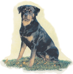 Dog - Rottweiler