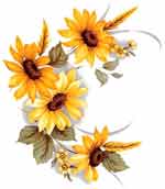 Brown Eyed Susan  Sunflower  (Rudbekia)