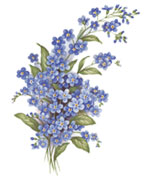 Forget-Me-Nots - Blue