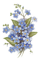 Forget-Me-Nots - Blue