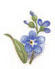 Forget-Me-Nots - Blue