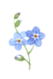 Forget-Me-Nots - Blue