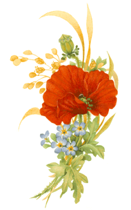 Poppies and Forget-Me-Nots