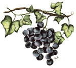 Black Grapes