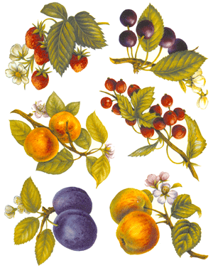 Fruit - Strawberries, Cherries, Plum, Apple, Peach