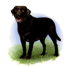 Dogs - Black Lab